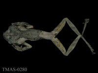 藏品(面天樹蛙)的圖片